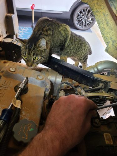 Client's cat Piper giving this 2015 Polaris Ranger 900-6 Crew a CAT SCAN!